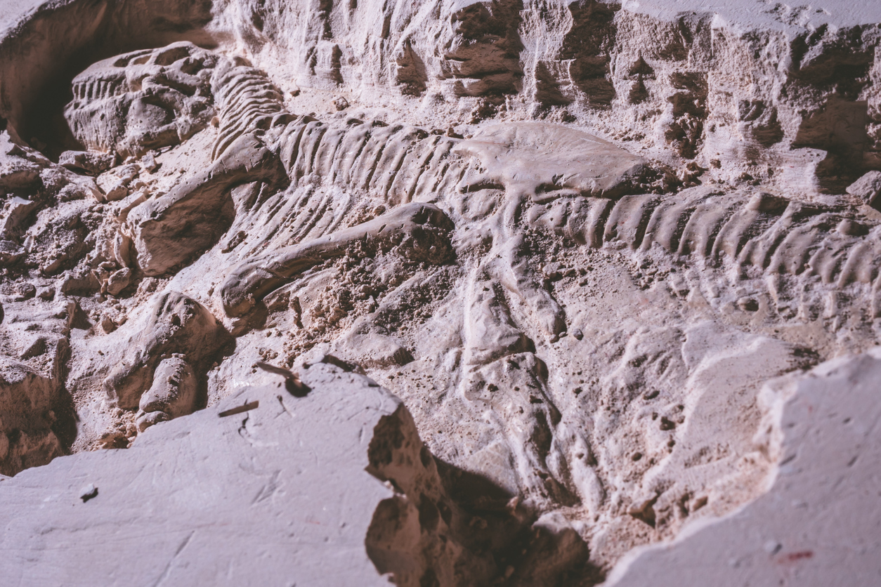 dinosaur skeleton in ground