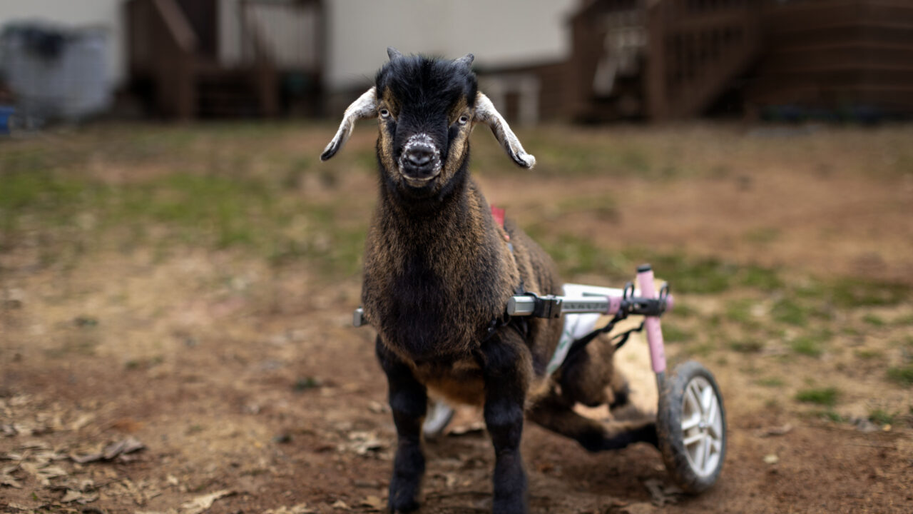 Archie the goat lives at Fairytale Farm Animal Sanctuary in Winston-Salem, N.C.