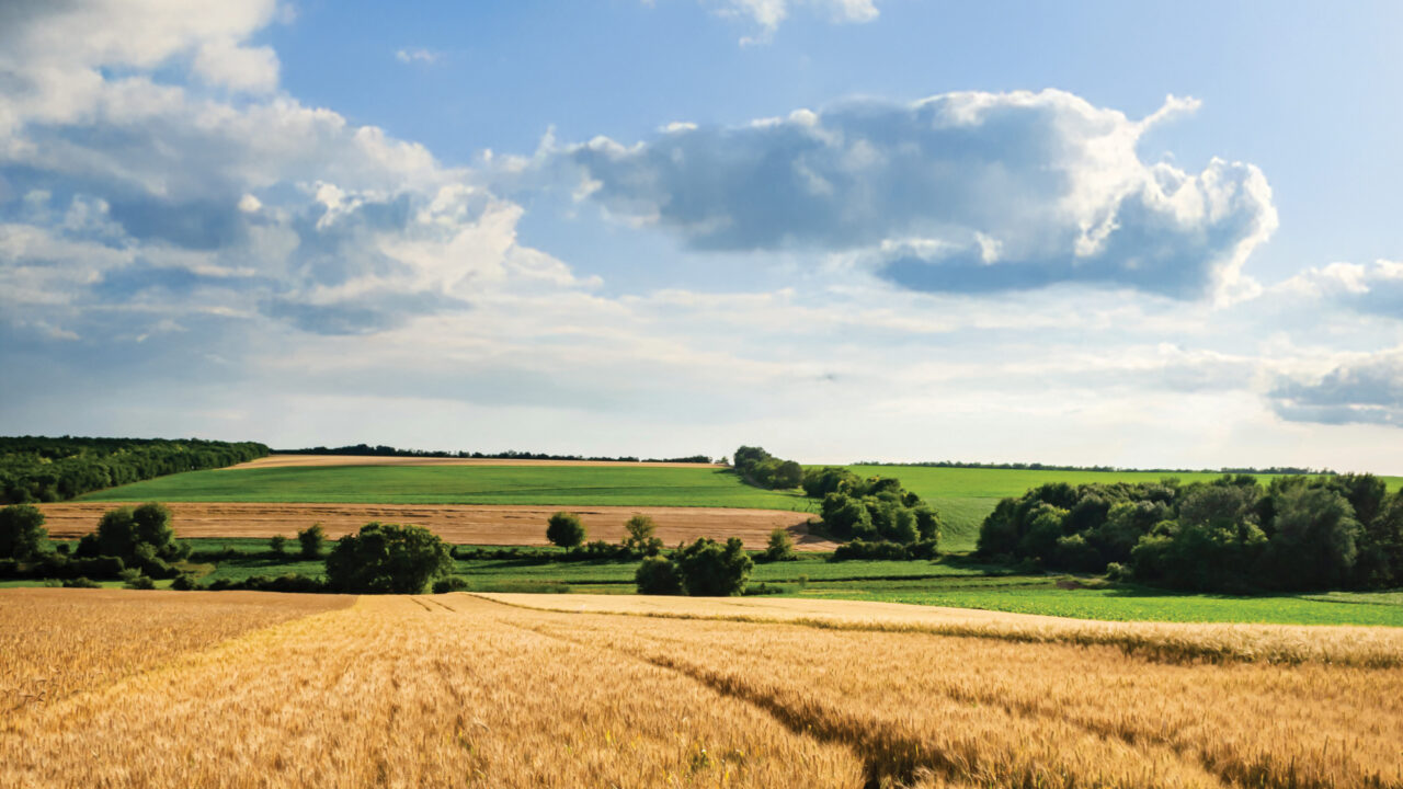 Rolling hills of farmland with golden wheat fields in the foreground and green pastures bordered by trees