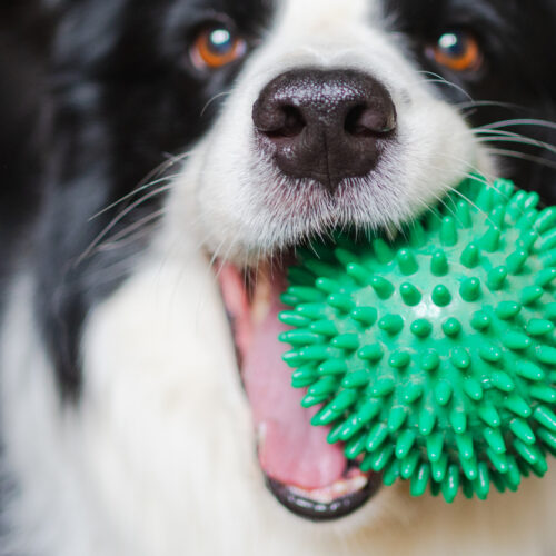 Border collie holding a spiky green rubber ball toy in its mouth