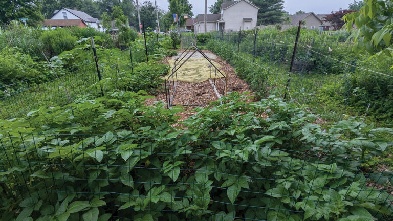 A letter from IJ saved Laura Schaefer’s garden after Millstadt, Illinois, told her to uproot her flourishing oasis of native plants and vegetables.