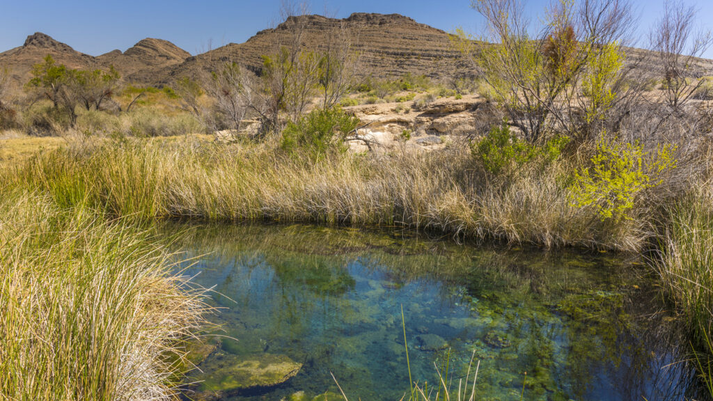Clear desert spring surrounded by grasses at Ash Meadows National Wildlife Refuge, Nevada